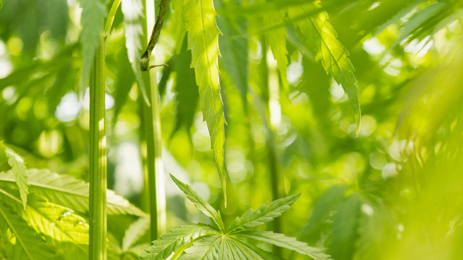 Green hemp plants with tall stalks and leaves in sunlight