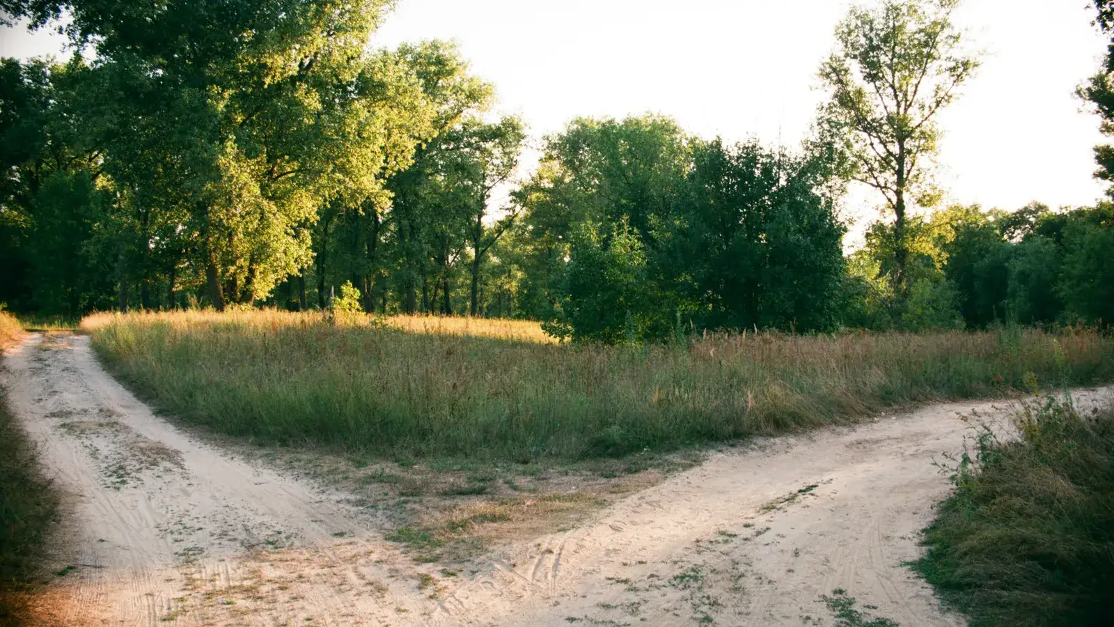 Dirt road splitting into two paths beside a grassy field and trees